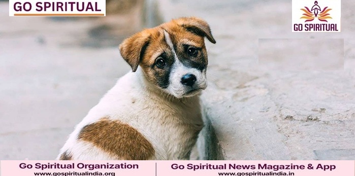 Go Spiritual Urges Compassionate Alternatives to Supreme Court’s Stray Dog Ruling in Delhi 